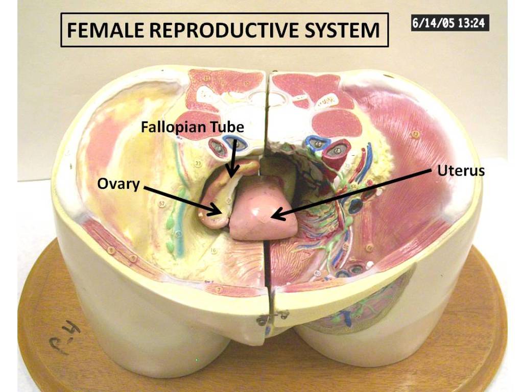 Female Reproductive Model (labeled) | Anatomy Physiology | Flickr