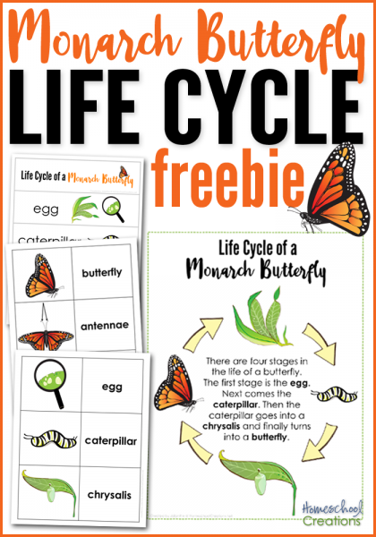 monarch butterfly life cycle worksheet