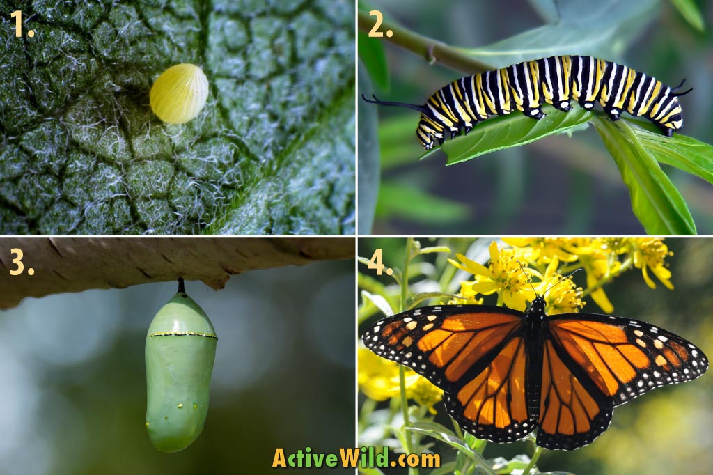 monarch butterfly life cycle worksheet