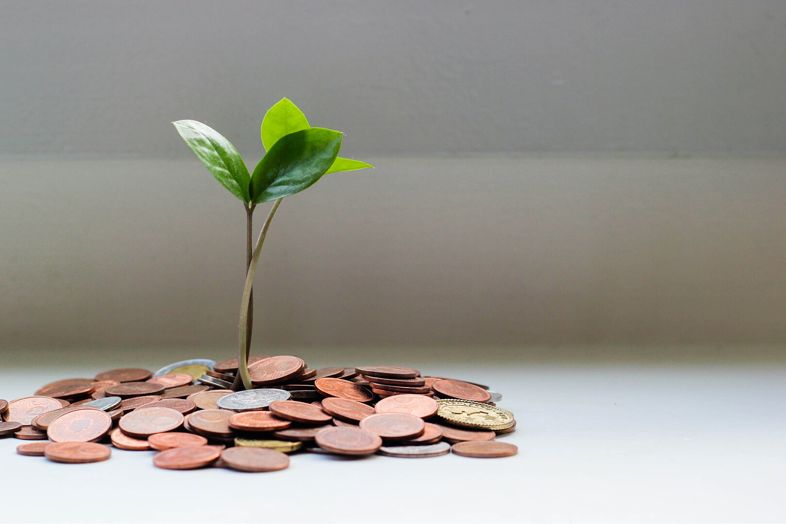 How Companies Save Money with Flowers: The Software for Digital ...