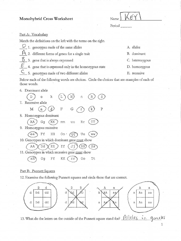 monohybrid crosses worksheet answers