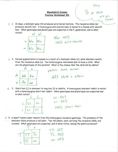 monohybrid crosses worksheet answers