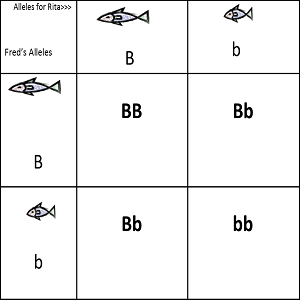 Quiz &  Worksheet - Monohybrid Cross | Study.com