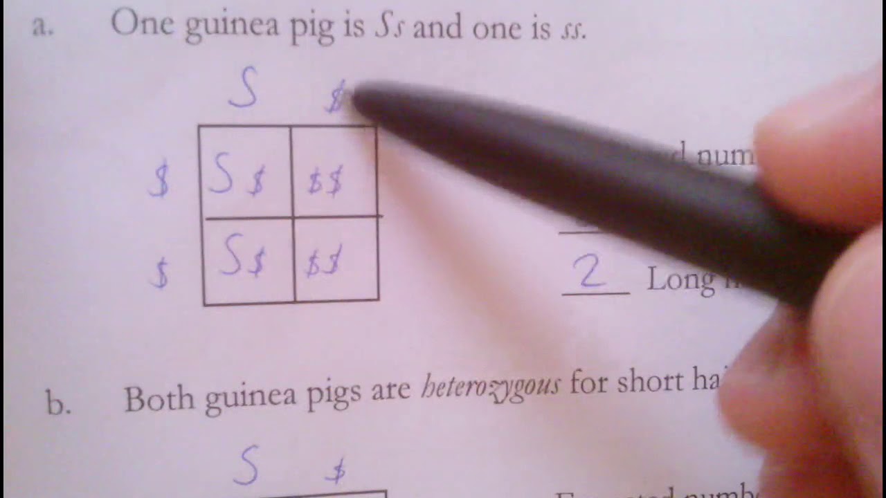 Review of Monohybrid Cross Worksheet - YouTube