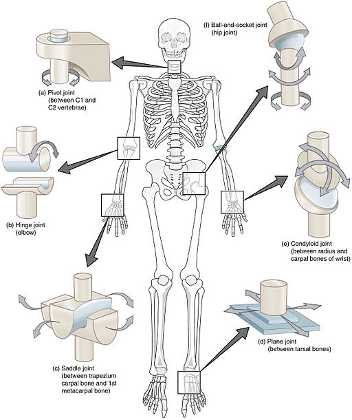 movement of the body worksheet