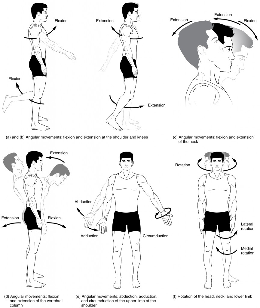 movements of the body worksheet