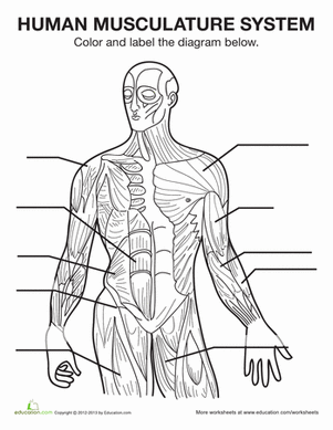 muscle diagram worksheet