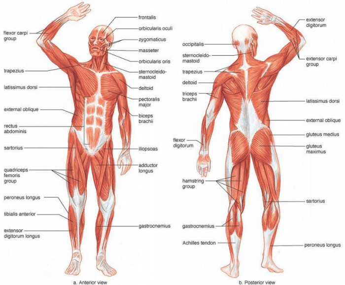 muscle diagram worksheet