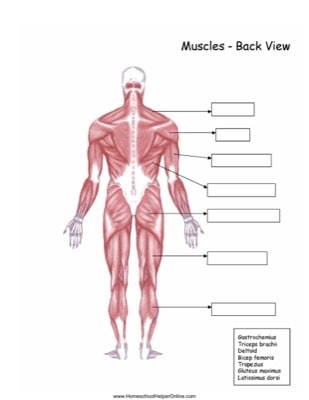 Back View Muscles Worksheet - Homeschool Helper Online