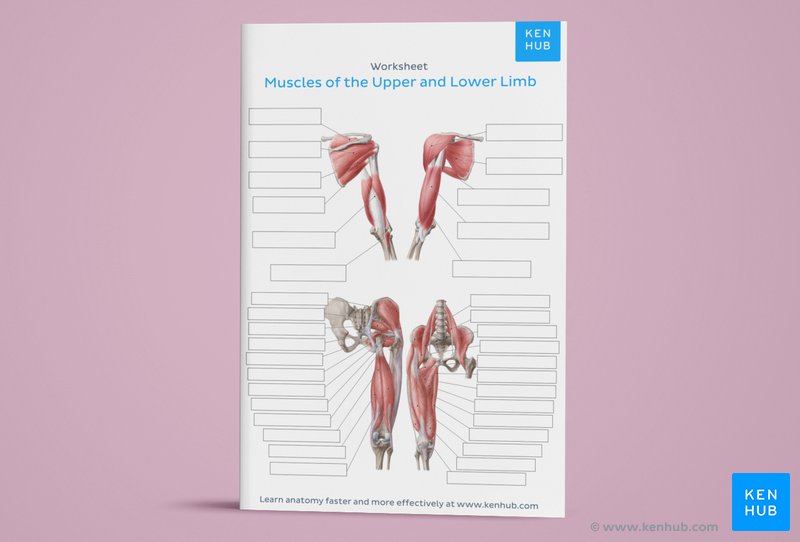 Learn all muscles with quizzes and labeled diagrams | Kenhub