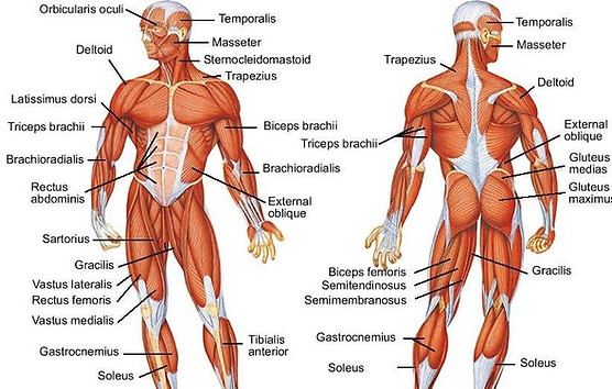 Free Human Body Lesson Plan / The Bodys Systems / Muscular System