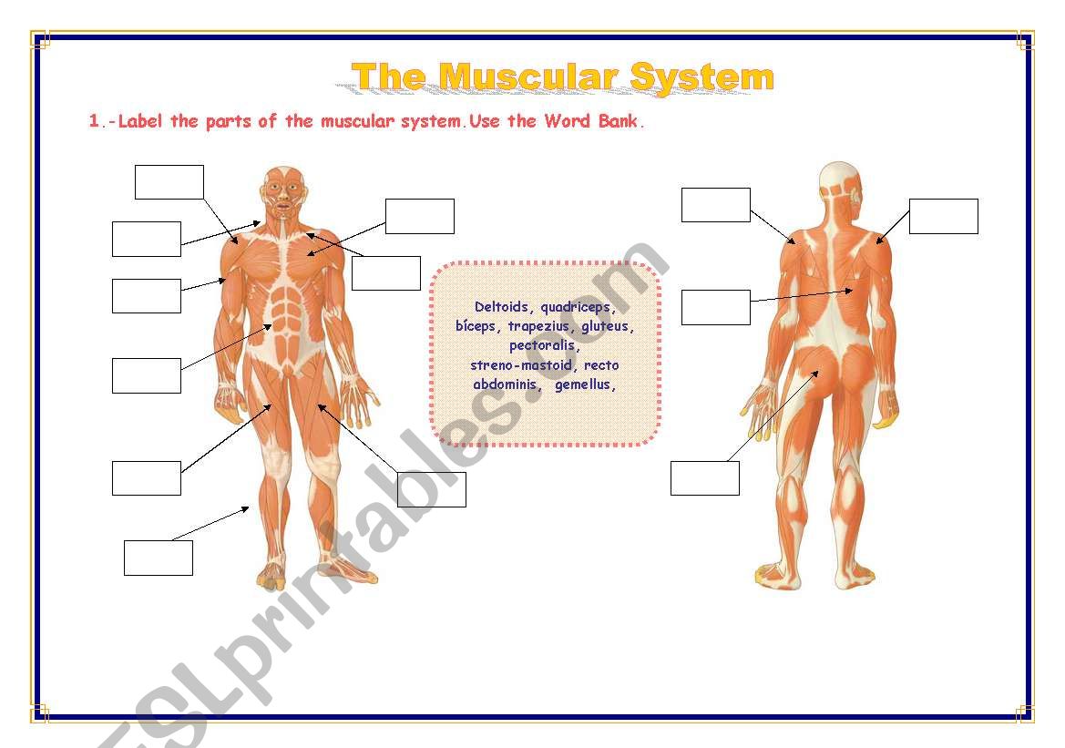 THE MUSCULAR SYSTEM - ESL worksheet by Refuerzo