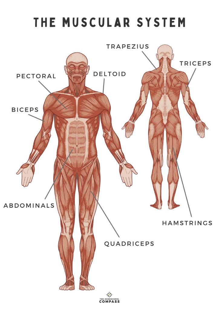 FREE Printable: The Muscular System | Human anatomy, Muscular ...