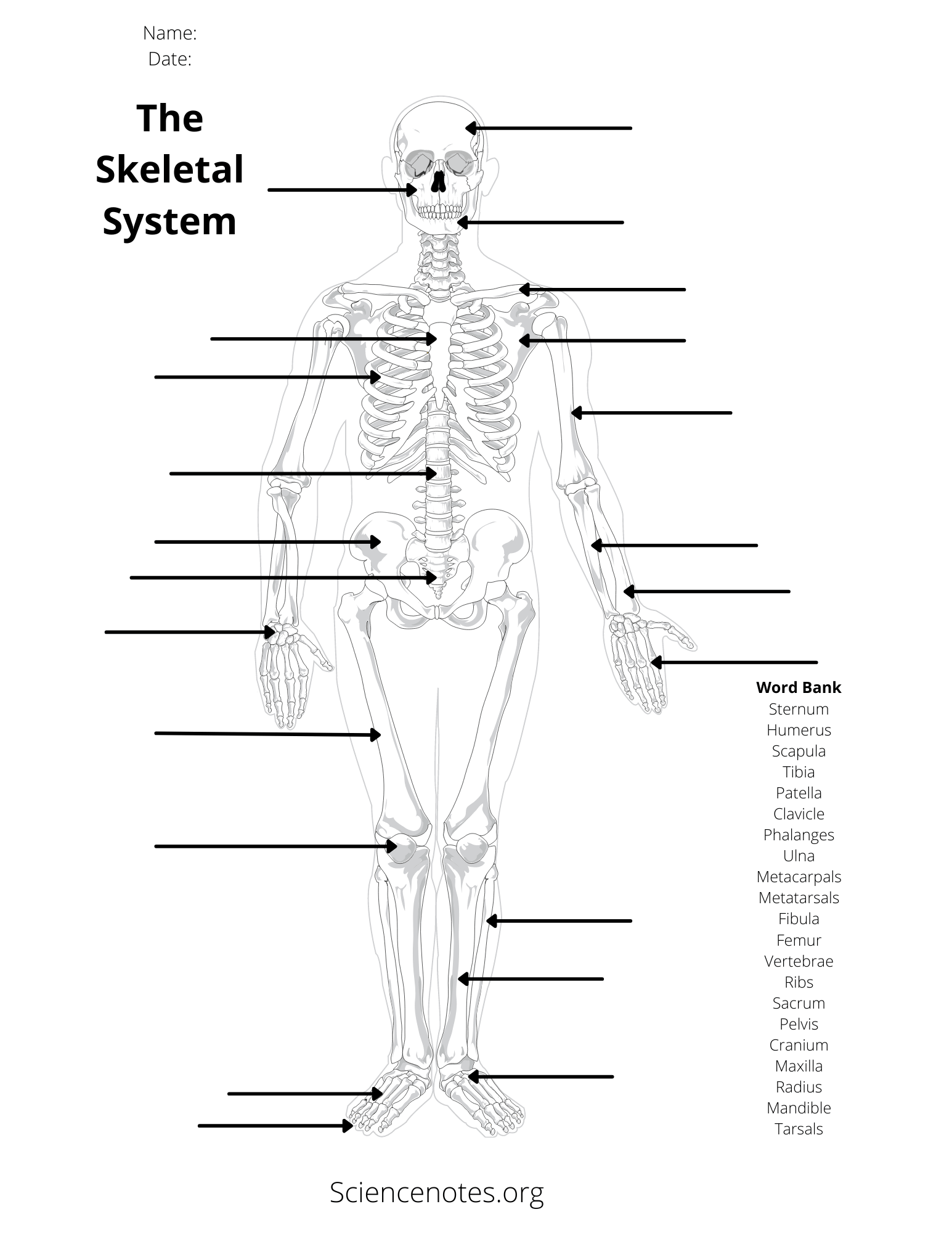 Human Anatomy Worksheets And Study Guides Worksheets Library Human Anatomy Worksheets And Study Guides Worksheets Library