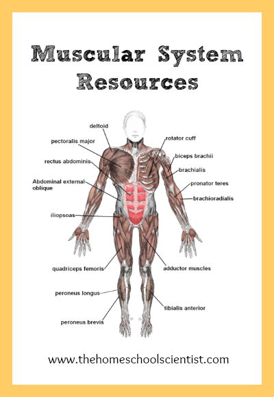 Muscular System Lesson Resources - The Homeschool Scientist