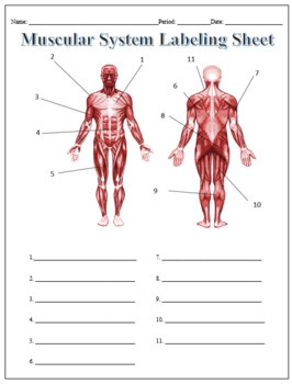 Muscular System Labeling Worksheet - Science | Anatomy