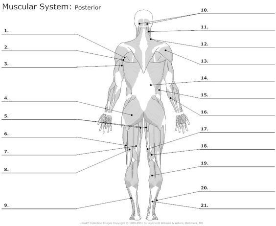 Unlabeled Muscle Diagram Worksheets