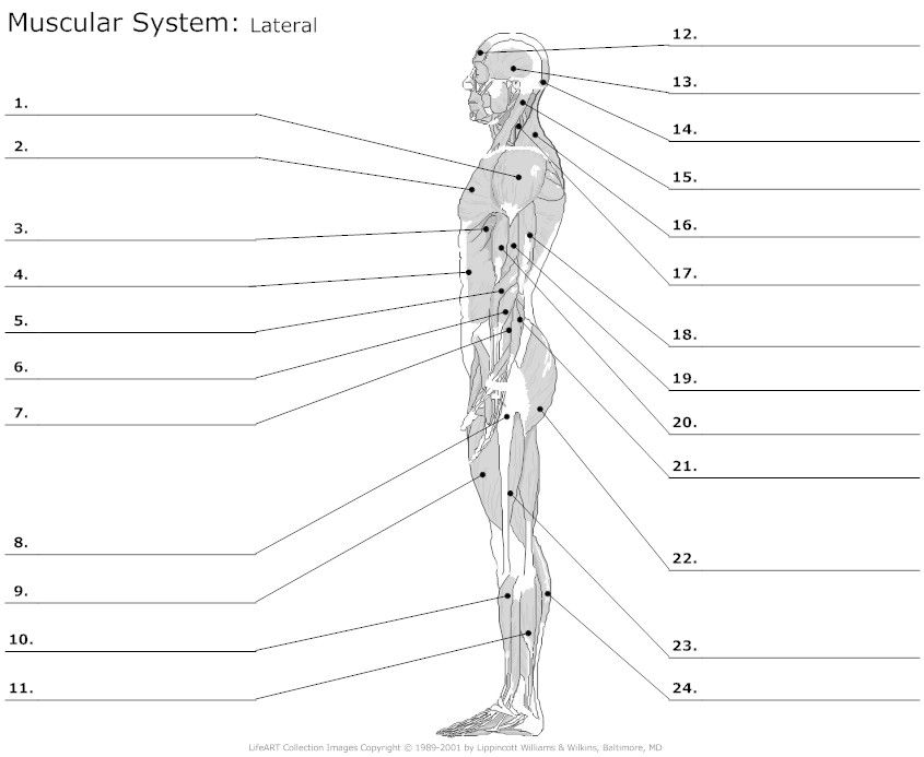 muscle worksheet for anatomy