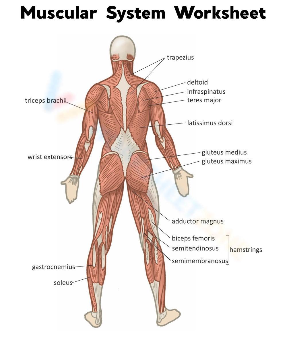 Muscular Worksheet