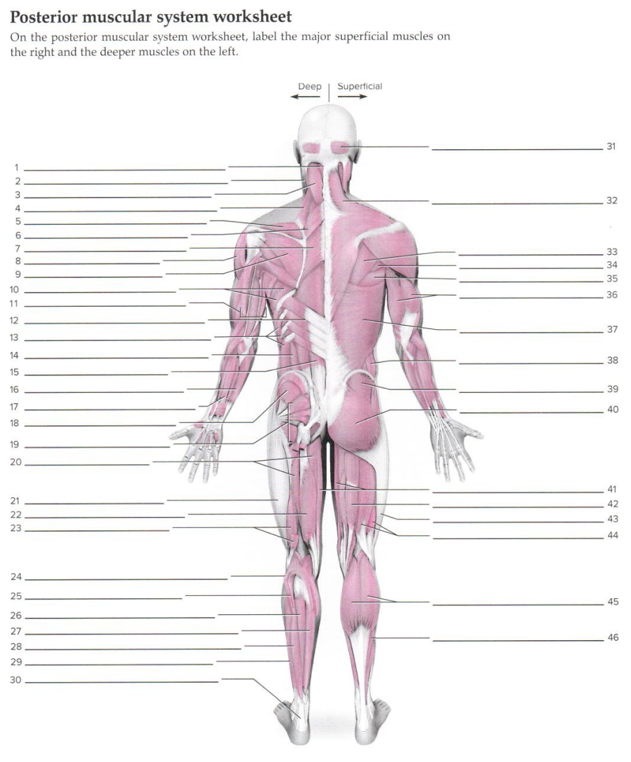 Solved Posterior muscular system worksheet On the posterior ...
