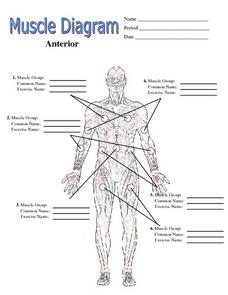 Muscle Diagram Worksheet for 6th - 12th Grade | Lesson Planet