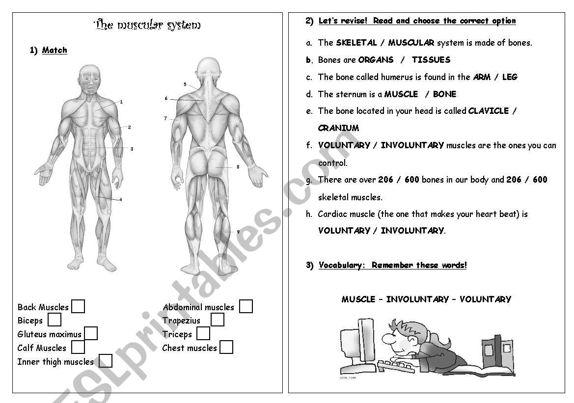 muscular system for kids worksheet