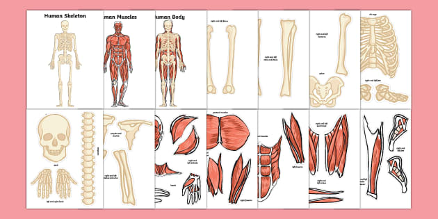 Build the Musculoskeletal System Hands-On Activity for 3rd-5th Grade