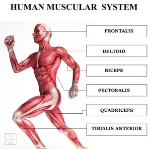 muscular system for kids worksheet