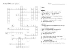 muscular system worksheet for high school