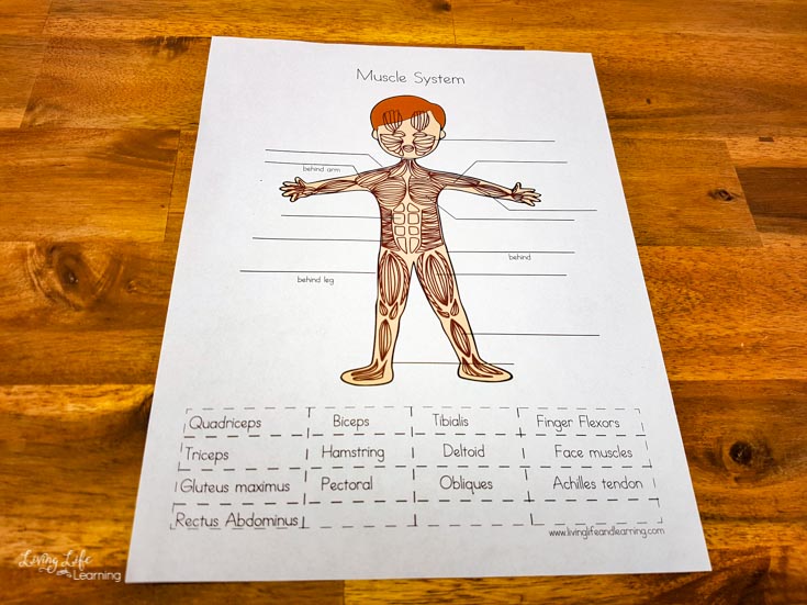 Muscular System Worksheets for Elementary Students