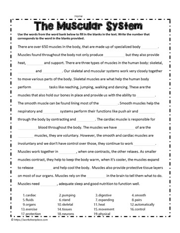 muscular system worksheet for high school