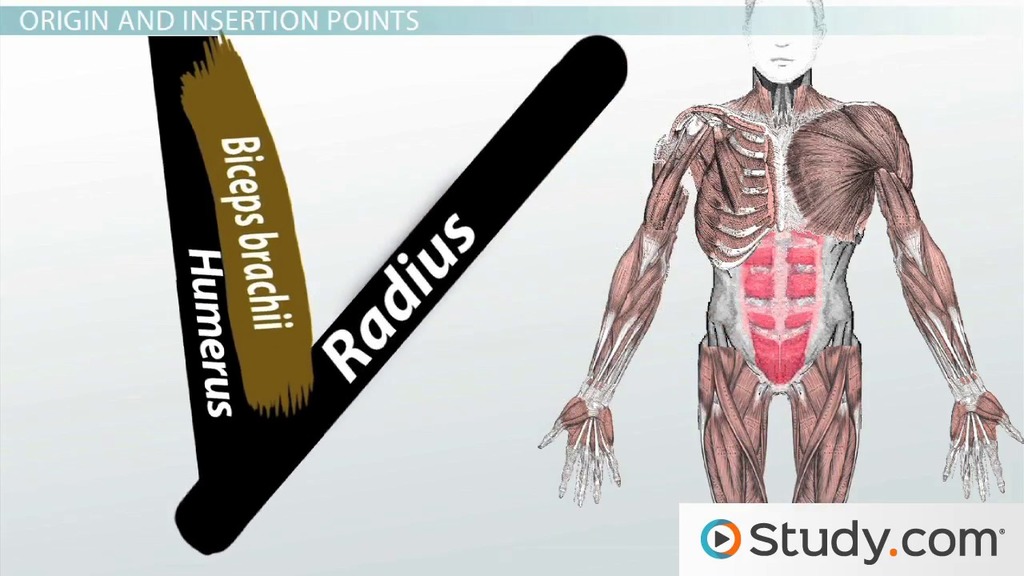 Muscular System | Function, Organs &  Parts Video