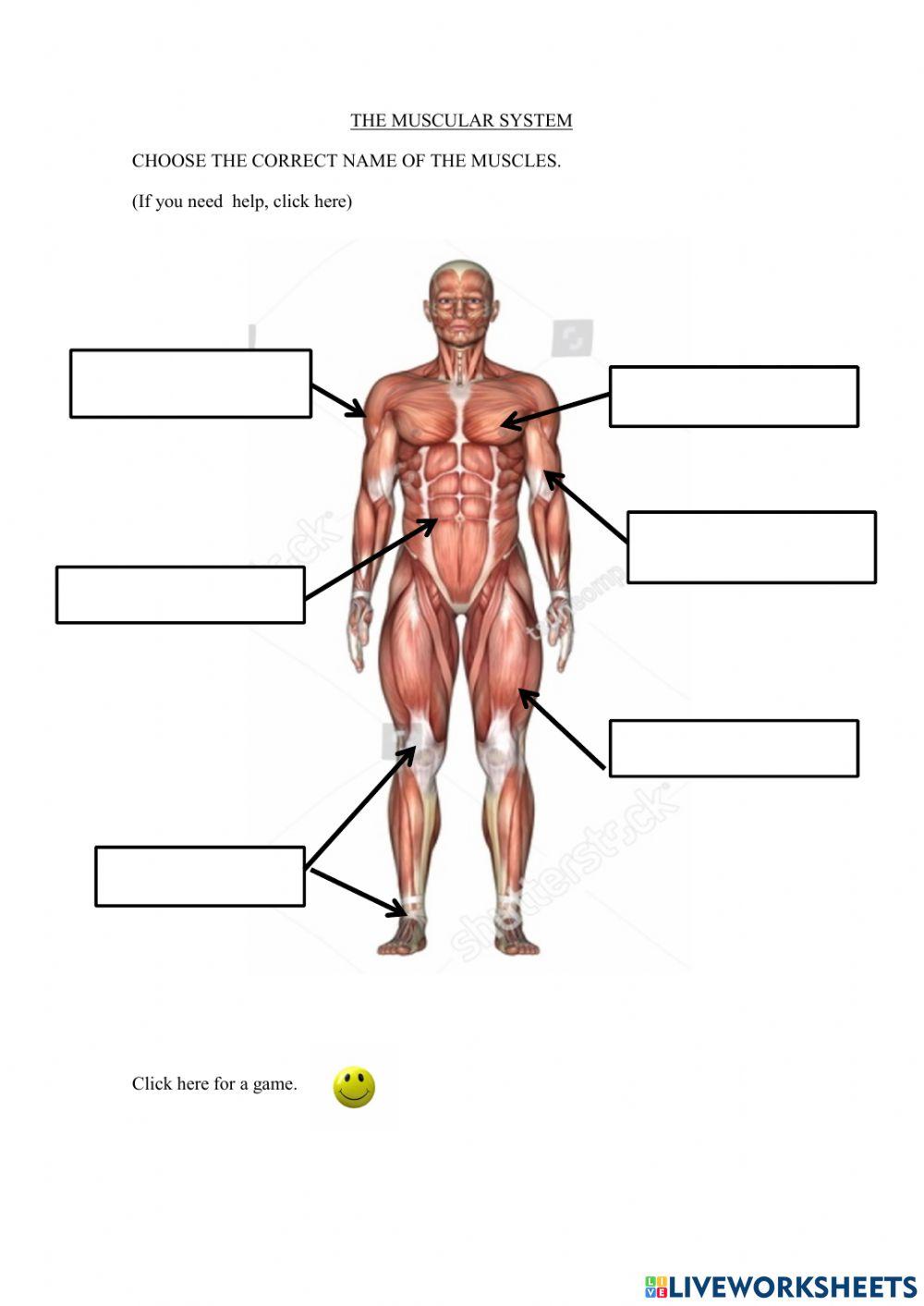muscular system worksheet for high school