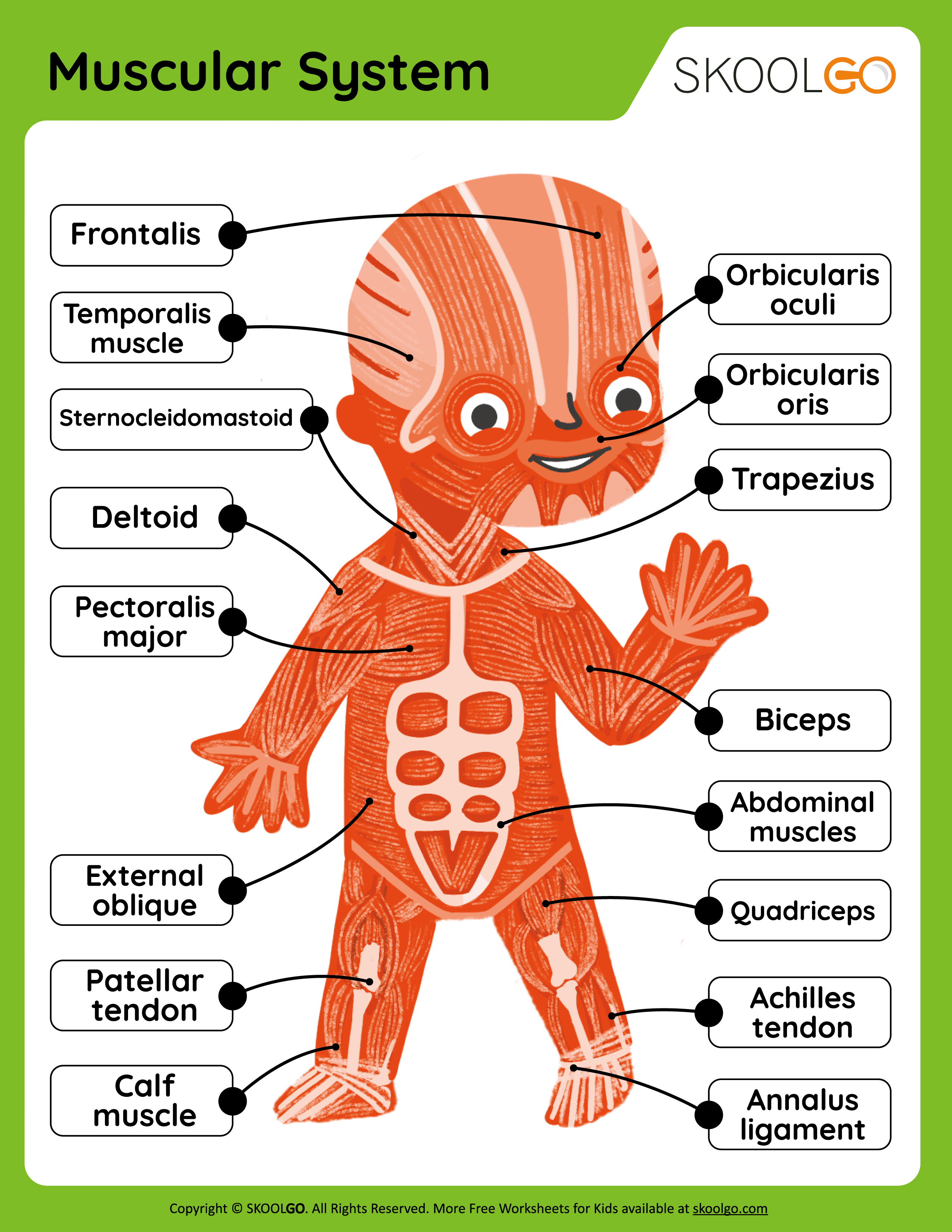 Muscular System - Free Worksheet for Kids - SKOOLGO