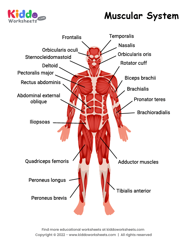muscular system worksheet for kids