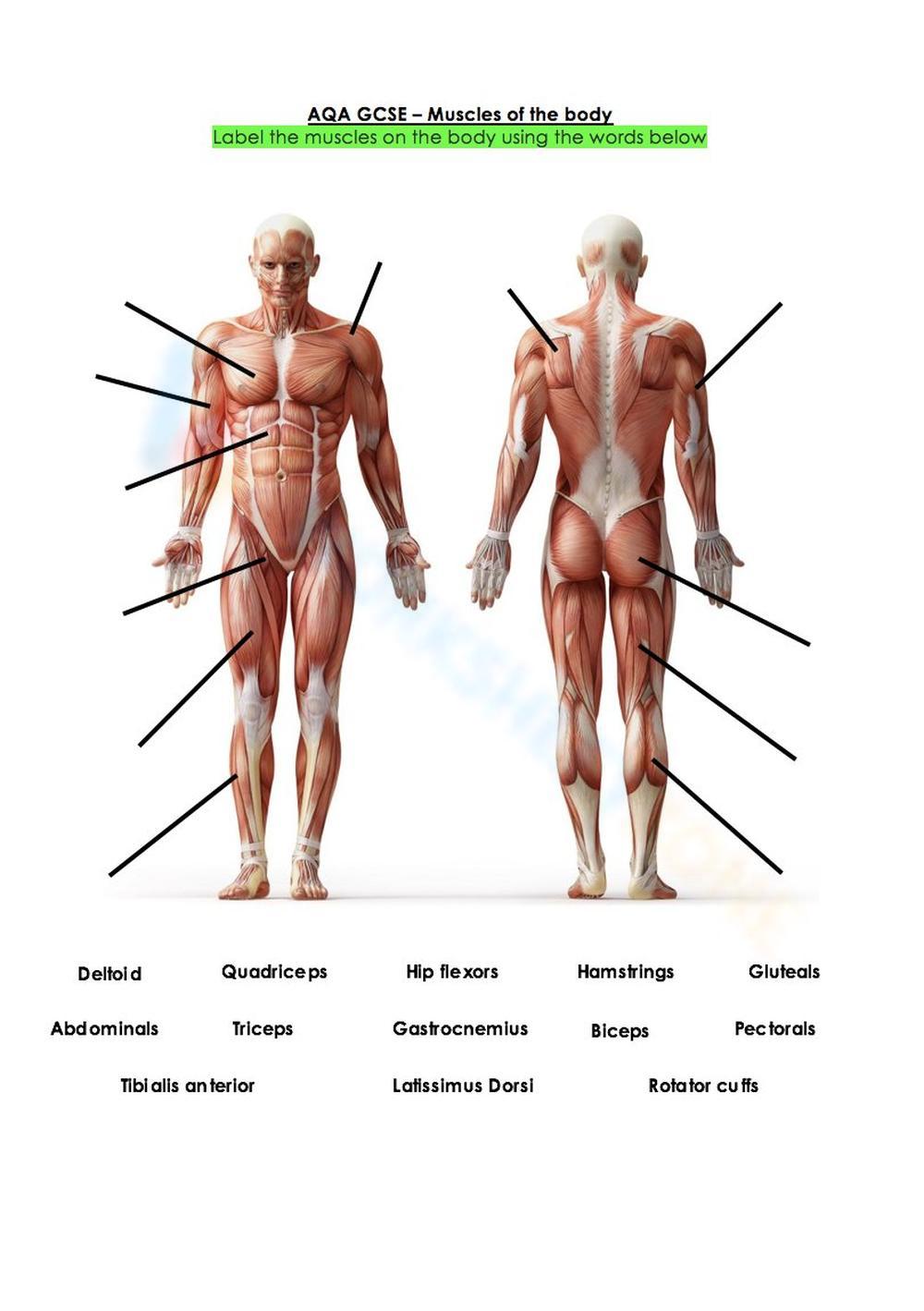 Free Printable Muscular System Worksheet Collection
