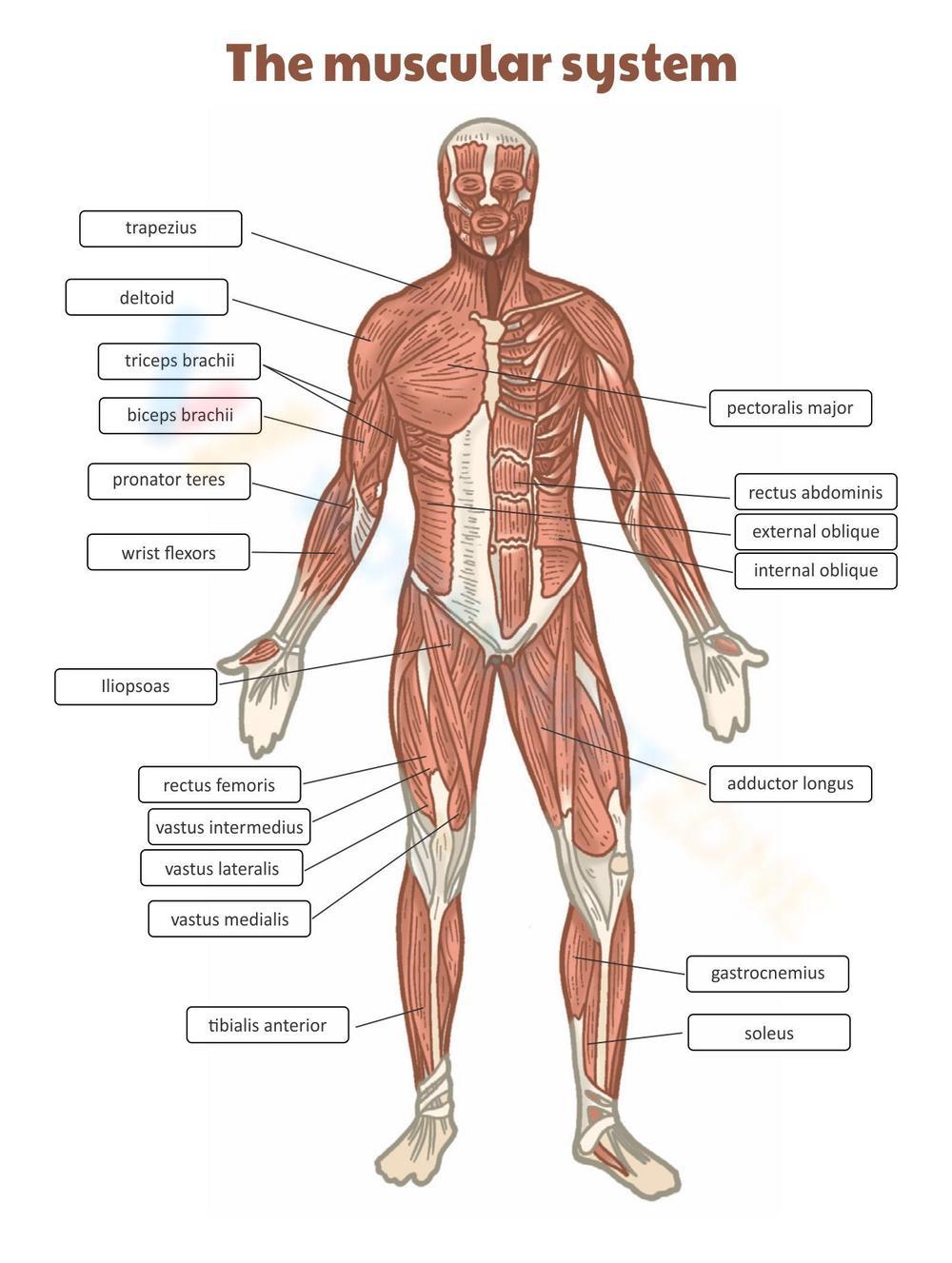 Free Printable Worksheet on Muscular System | WorksheetZone