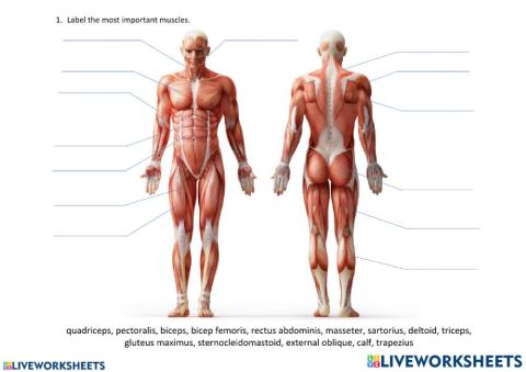 Muscular System online pdf exercise  