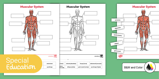 Muscle Labeling Activity for Older Learners (teacher made)