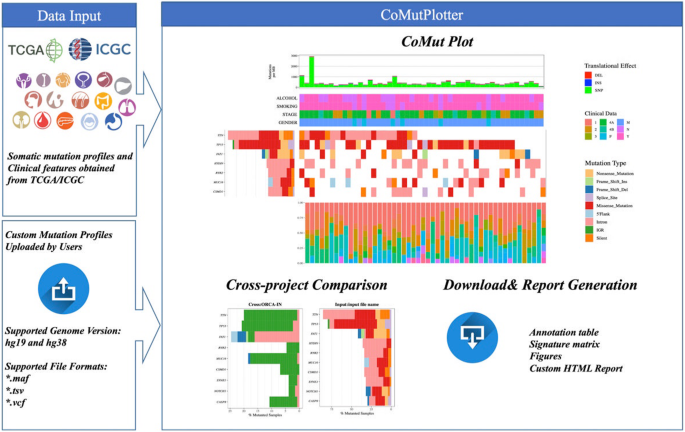 CoMutPlotter: a web tool for visual summary of mutations in cancer ...