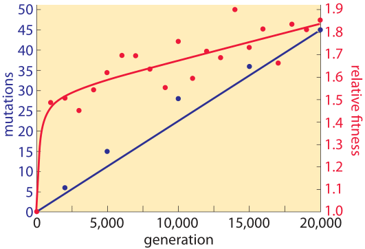 What is the mutation rate during genome replication?