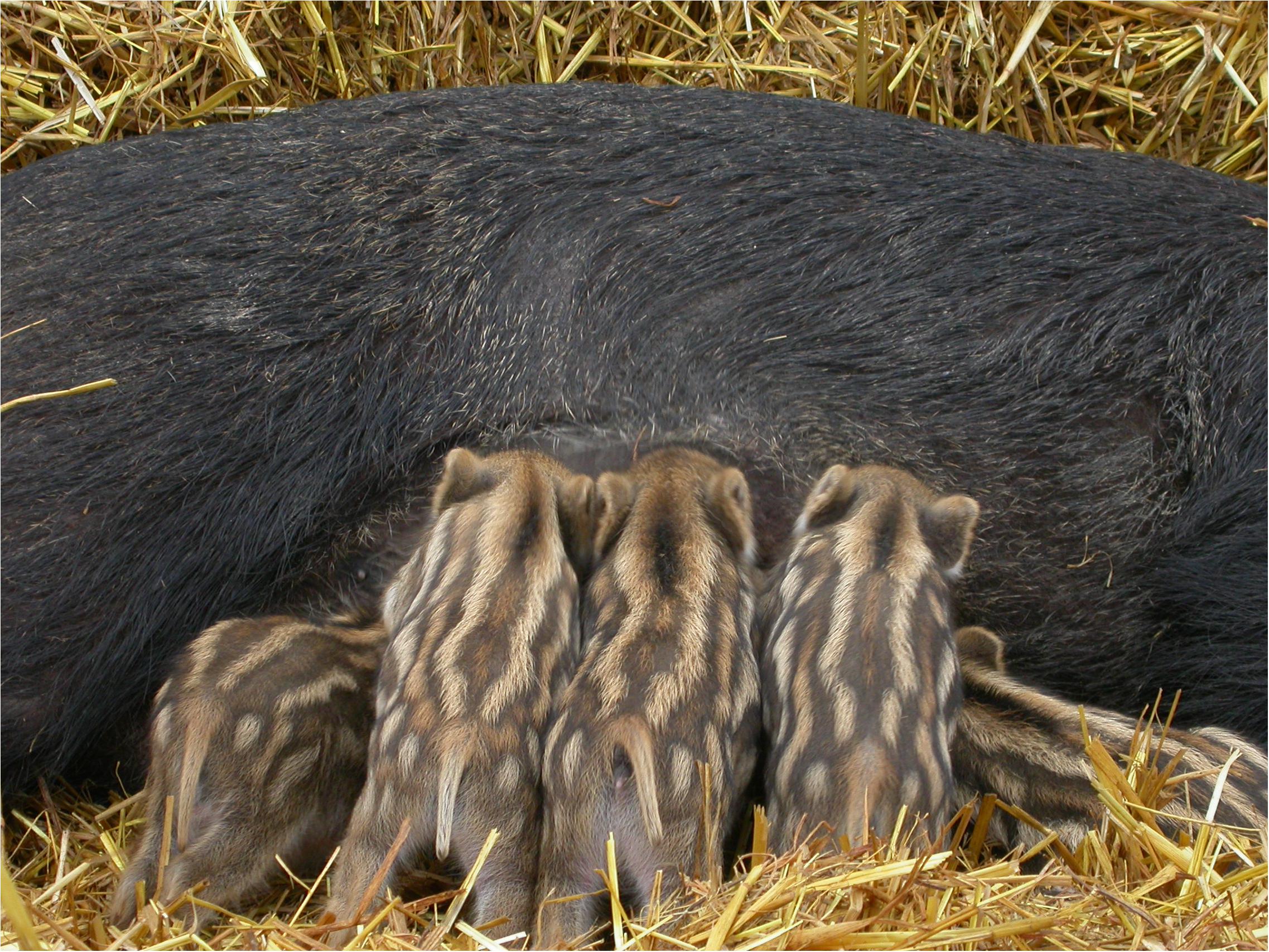 Frontiers | Mutations in Domestic Animals Disrupting or Creating ...