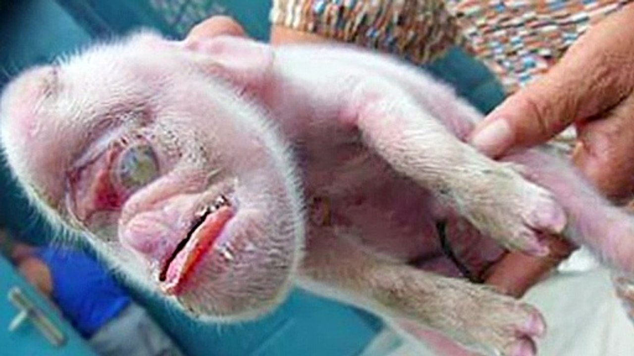15 Craziest Animal Mutations In The World