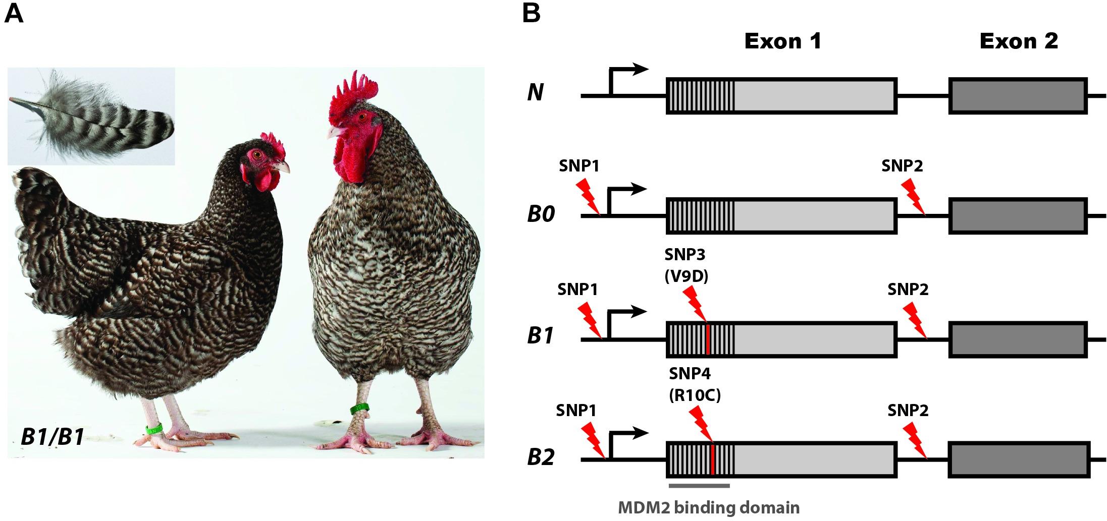 Frontiers | Mutations in Domestic Animals Disrupting or Creating ...