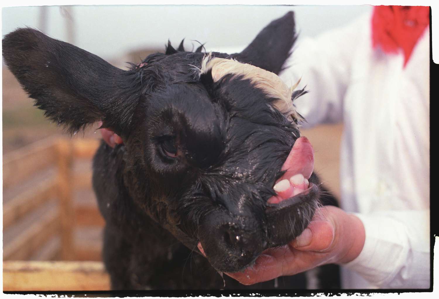 What We Know About the Chernobyl Animal Mutations