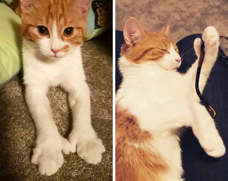 15+ Animals Whose Genetic Mutations Only Added to Their Charm ...