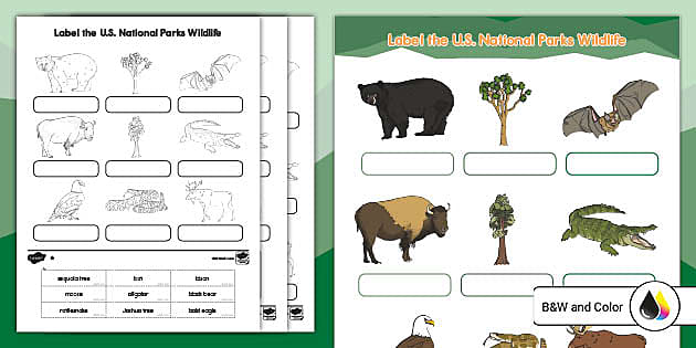 Wild Animals Worksheet | National Park Week | Twinkl USA