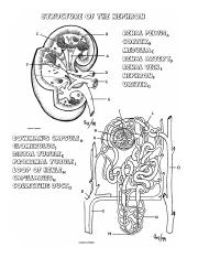 Worksheet - Kidney and Nephron - Kidney and Nephron Worksheet Name ...