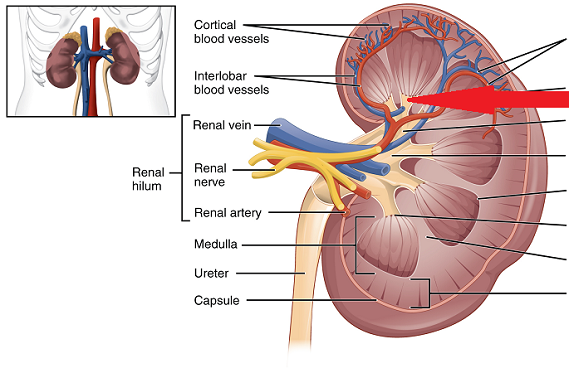 Quiz &  Worksheet - Internal Kidney Regions &  Nephron Function ...