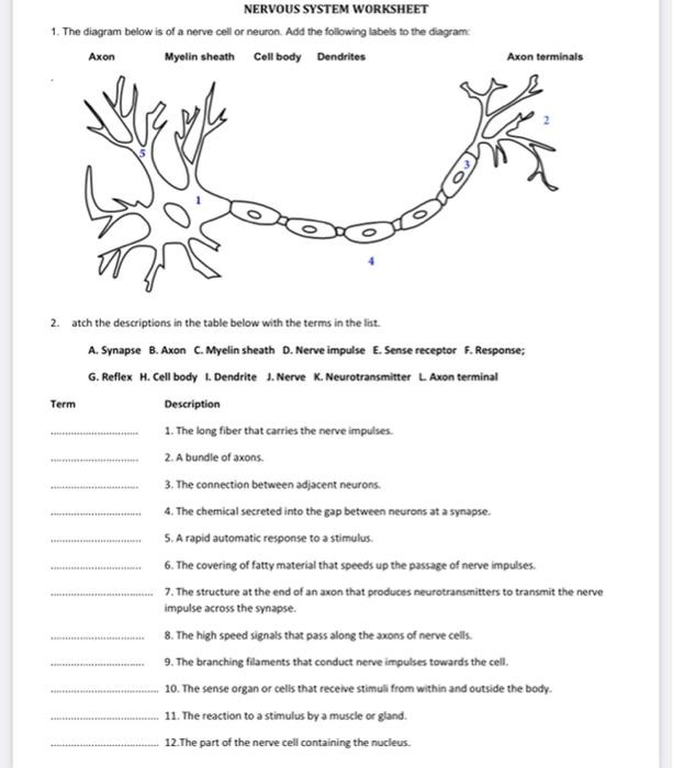 Solved NERVOUS SYSTEM WORKSHEET 1. The diagram below is of a ...